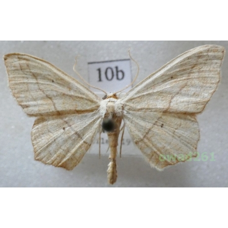 Scopula imitaria (Hübner, 1799) Croatia10b